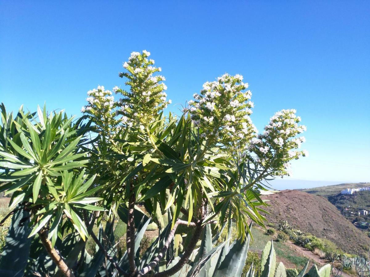 Chalet Ruta Las Lagunetas Vega de San Mateo Dış mekan fotoğraf